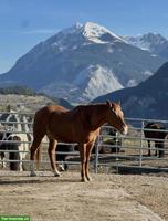 Suche Occasion Weidepanels & Paneltore