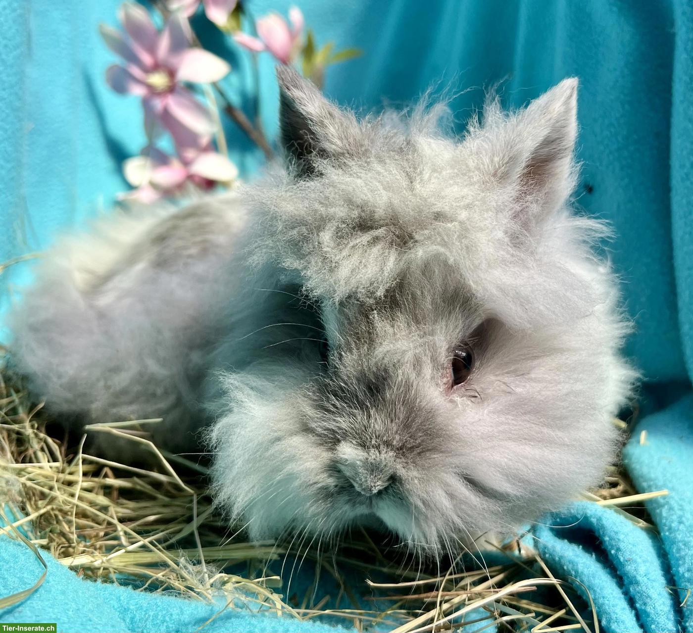 Junge Löwenköpfchen Böckli, kastriert