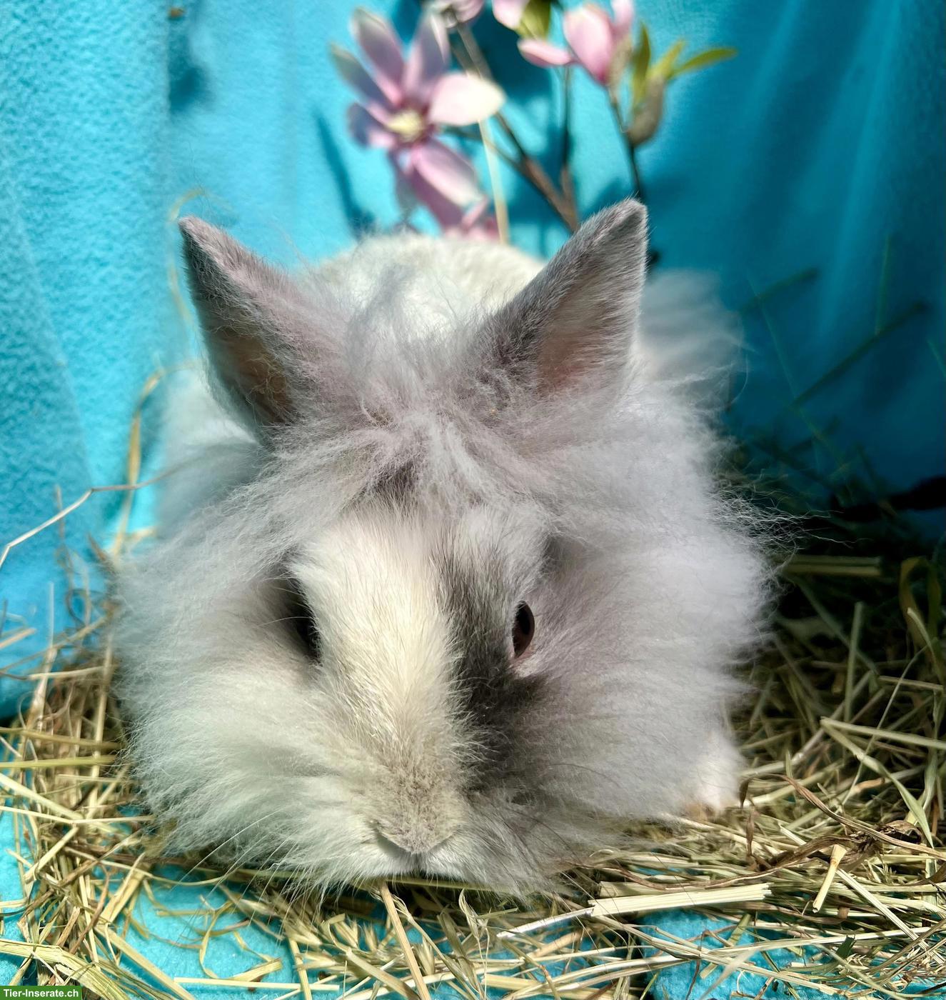 Bild 2: Junge Löwenköpfchen Böckli, kastriert