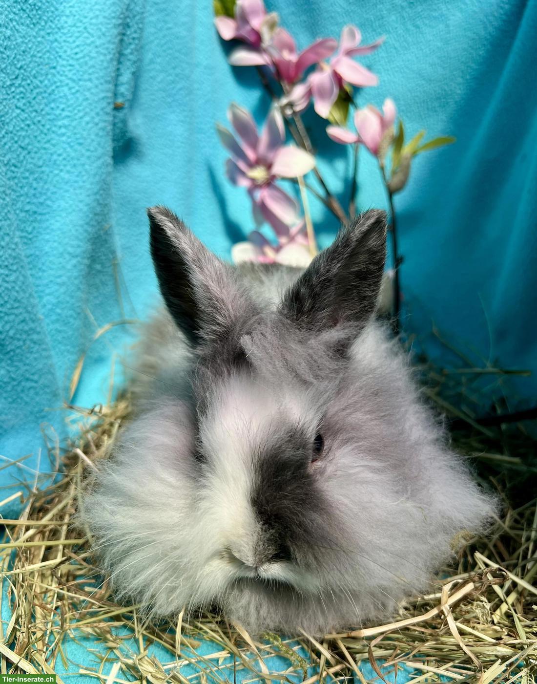 Bild 3: Junge Löwenköpfchen Böckli, kastriert