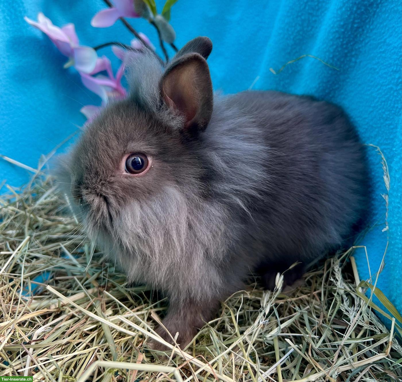 Bild 4: Junge Löwenköpfchen Böckli, kastriert