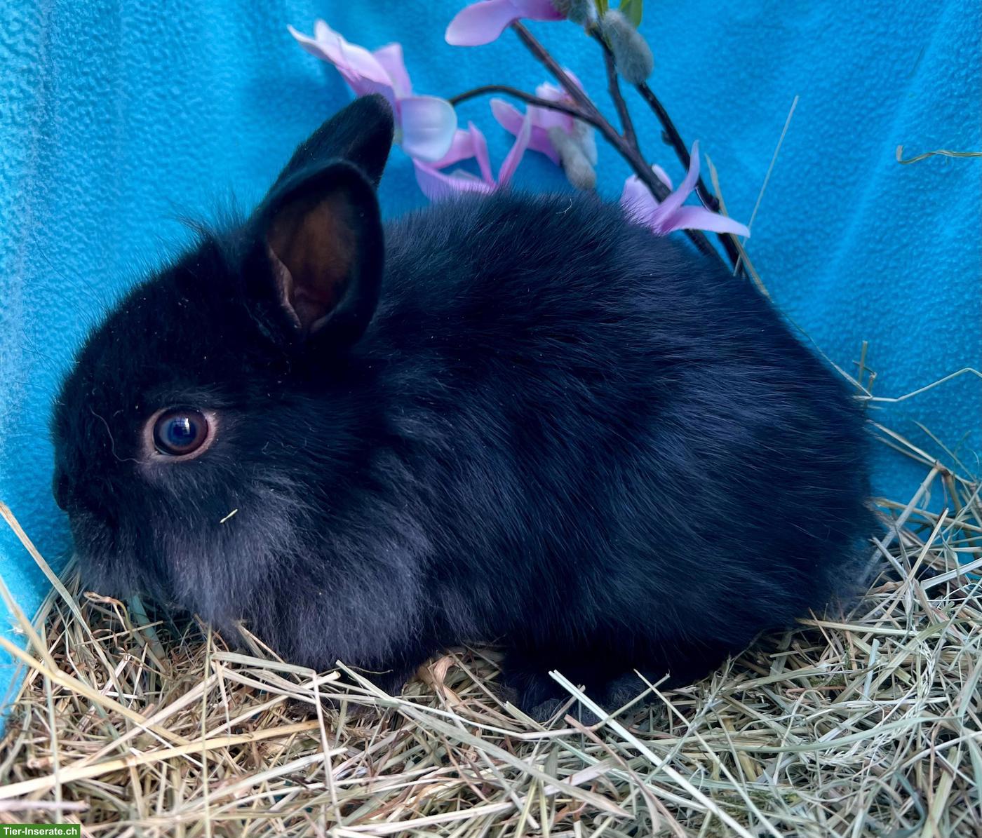 Bild 5: Junge Löwenköpfchen Böckli, kastriert