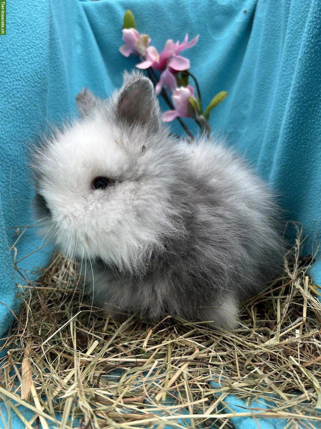 Bild 6: Junge Löwenköpfchen Böckli, kastriert