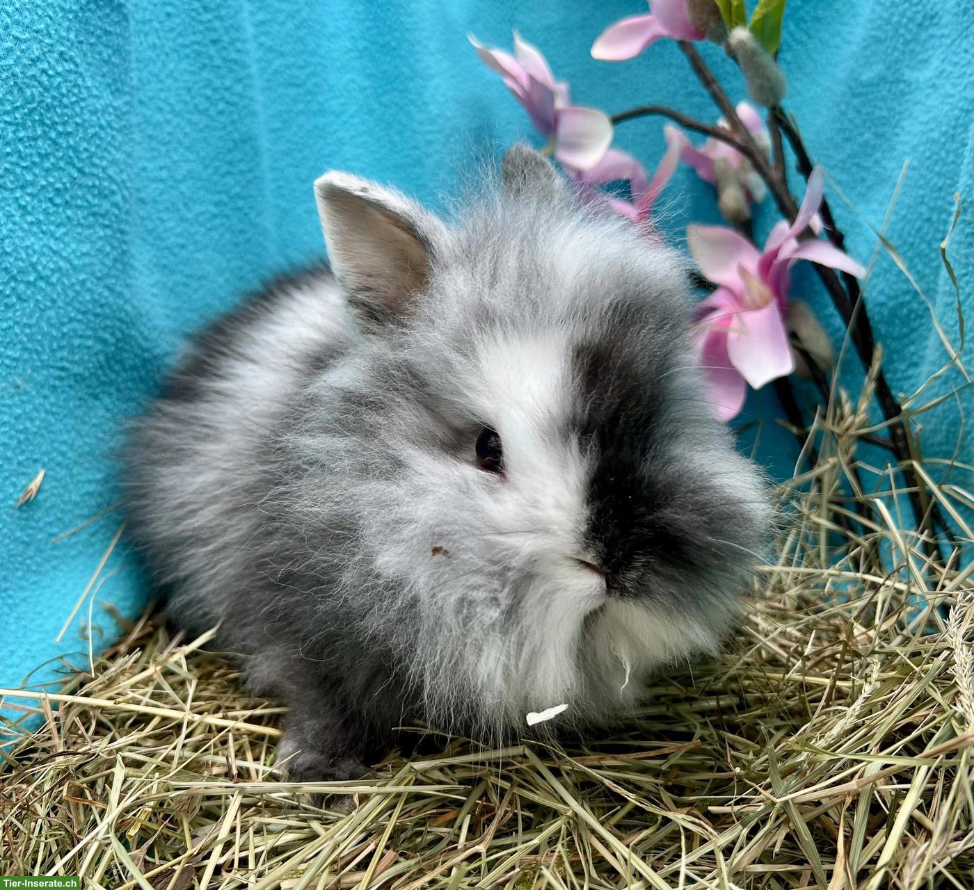 Bild 7: Junge Löwenköpfchen Böckli, kastriert