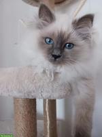2 reinrassige Heilige Birma Katzen in Blue & Blue Tabby