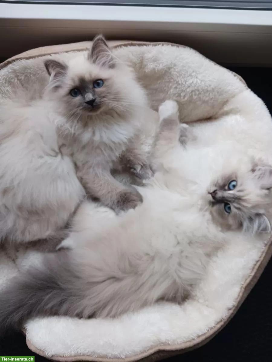 Bild 2: 2 reinrassige Heilige Birma Katzen in Blue & Blue Tabby