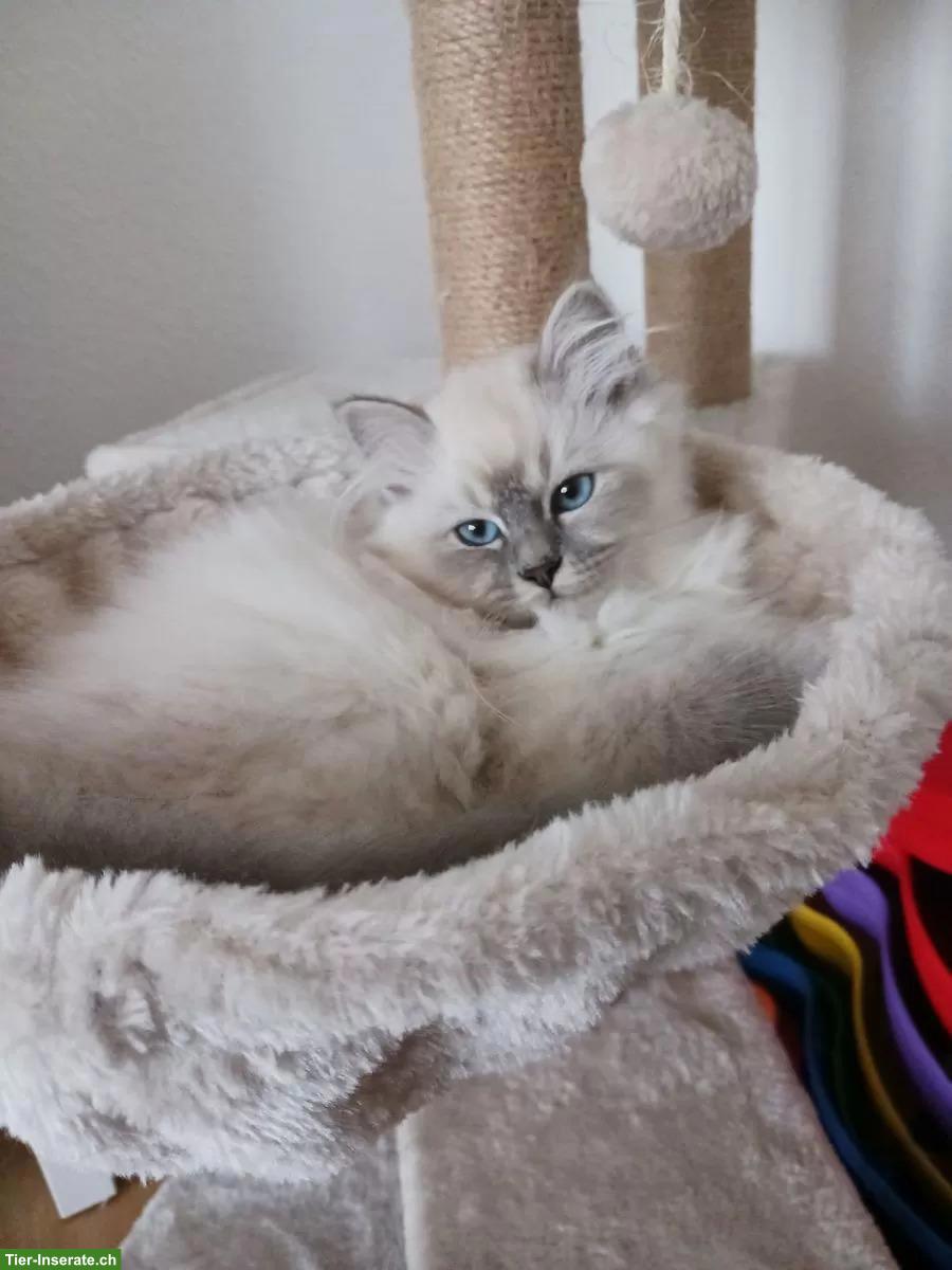 Bild 3: 2 reinrassige Heilige Birma Katzen in Blue & Blue Tabby