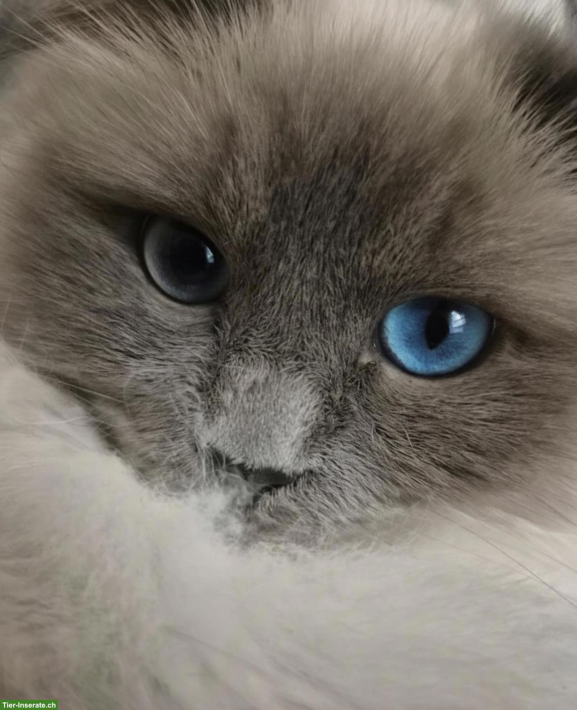 Bild 4: 2 reinrassige Heilige Birma Katzen in Blue & Blue Tabby