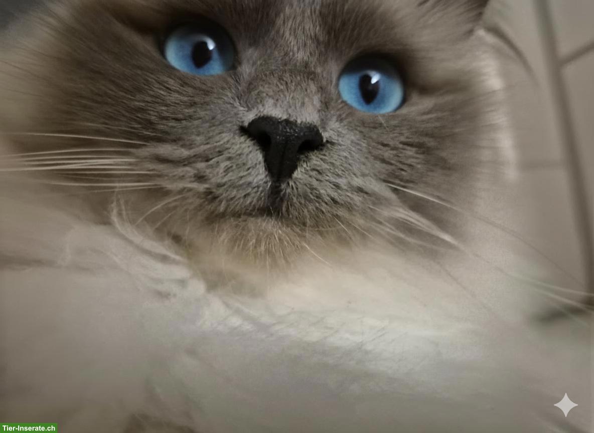 Bild 5: 2 reinrassige Heilige Birma Katzen in Blue & Blue Tabby