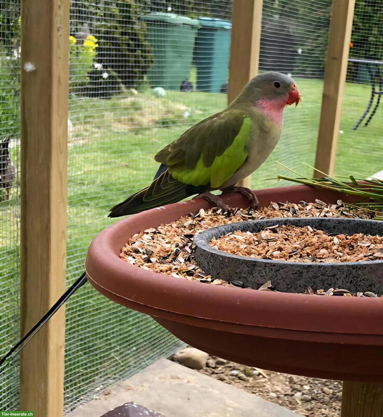 Suche Princess of Wales Henne