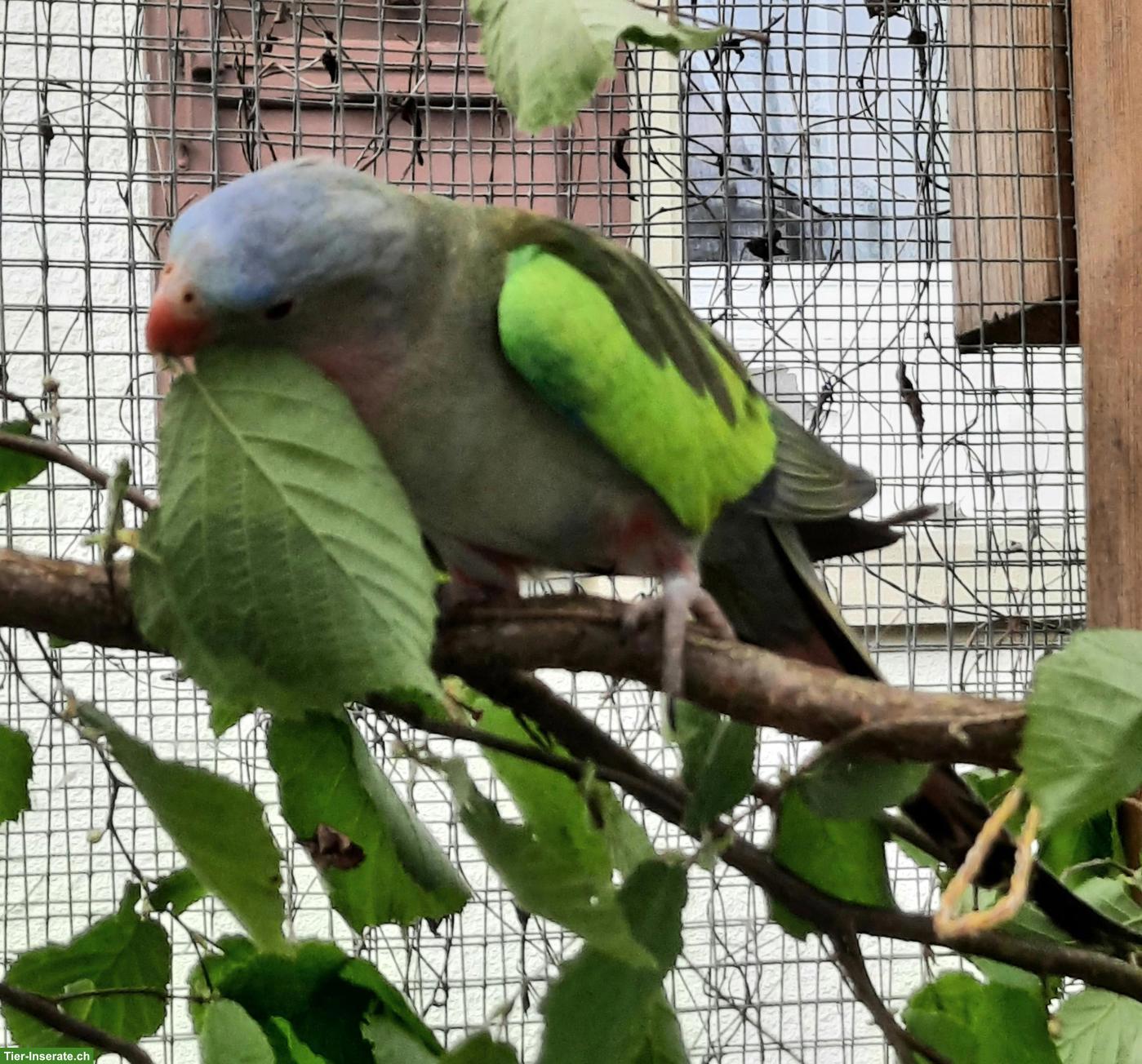 Bild 2: Suche Princess of Wales Henne