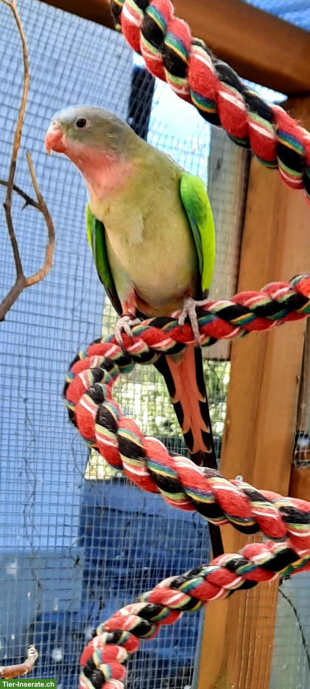 Bild 3: Suche Princess of Wales Henne