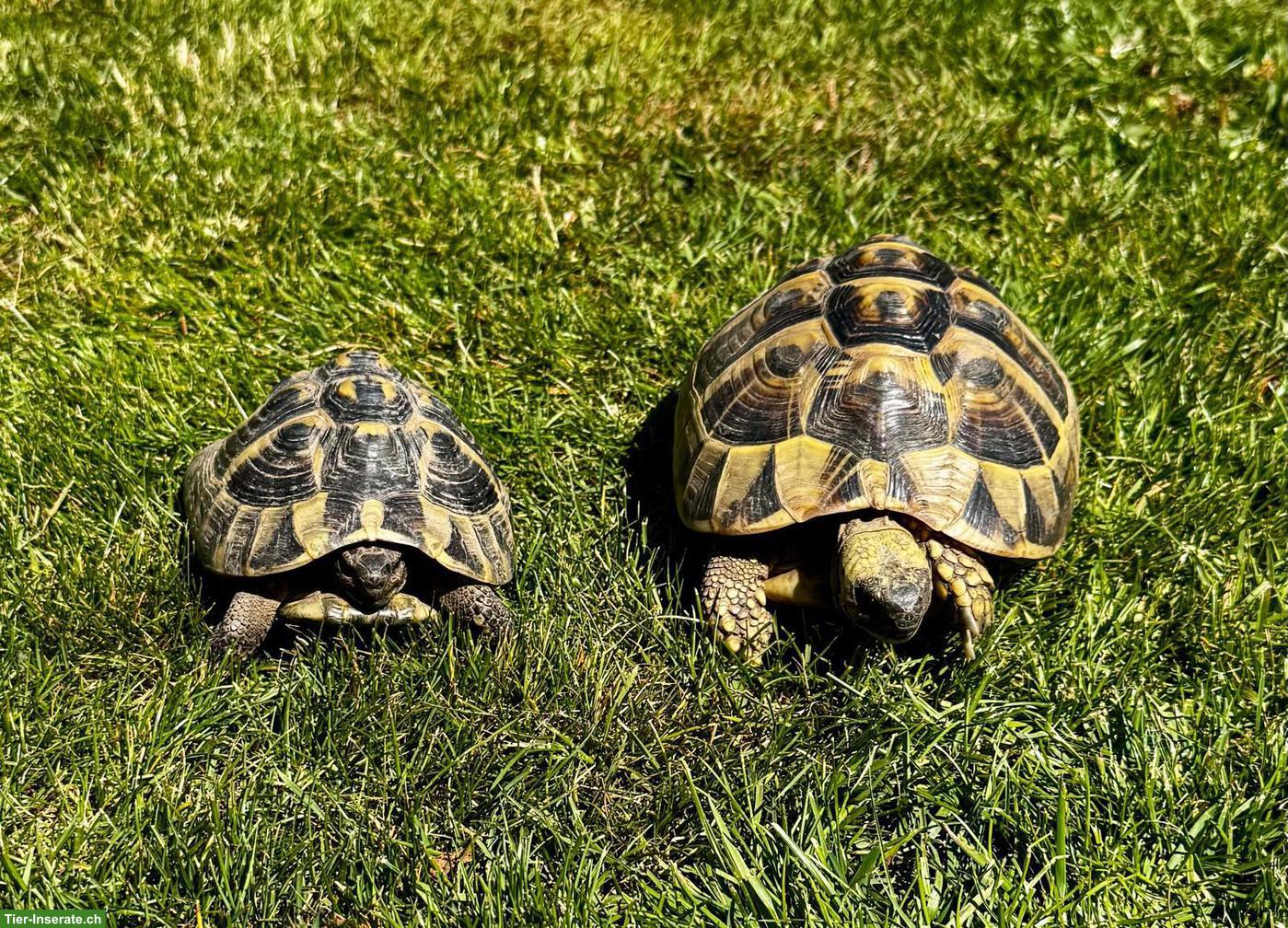 Griechisches Landschildkröten Paar für Aussenhaltung