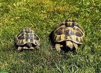 Griechisches Landschildkröten Paar für Aussenhaltung