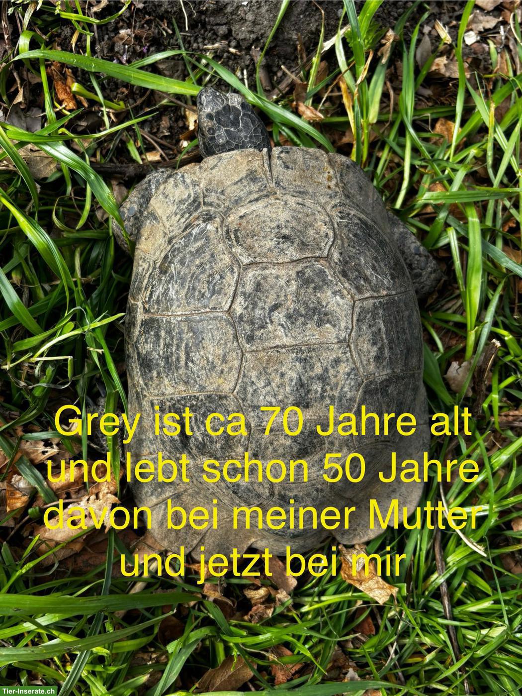 Maurischen & Breitrand Schildkröten (männlich) abzugeben