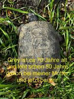 Maurischen & Breitrand Schildkröten (männlich) abzugeben