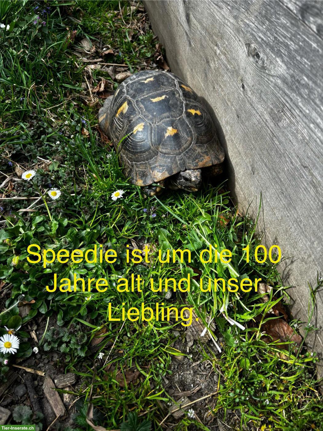 Bild 2: Maurischen & Breitrand Schildkröten (männlich) abzugeben