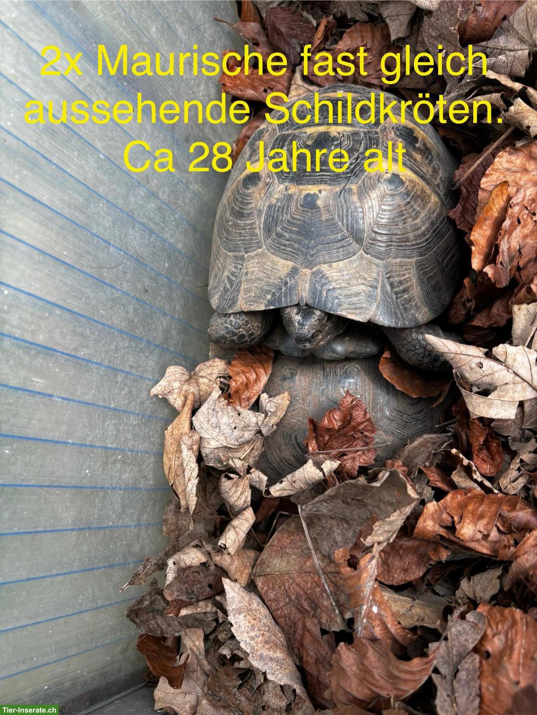Bild 3: Maurischen & Breitrand Schildkröten (männlich) abzugeben