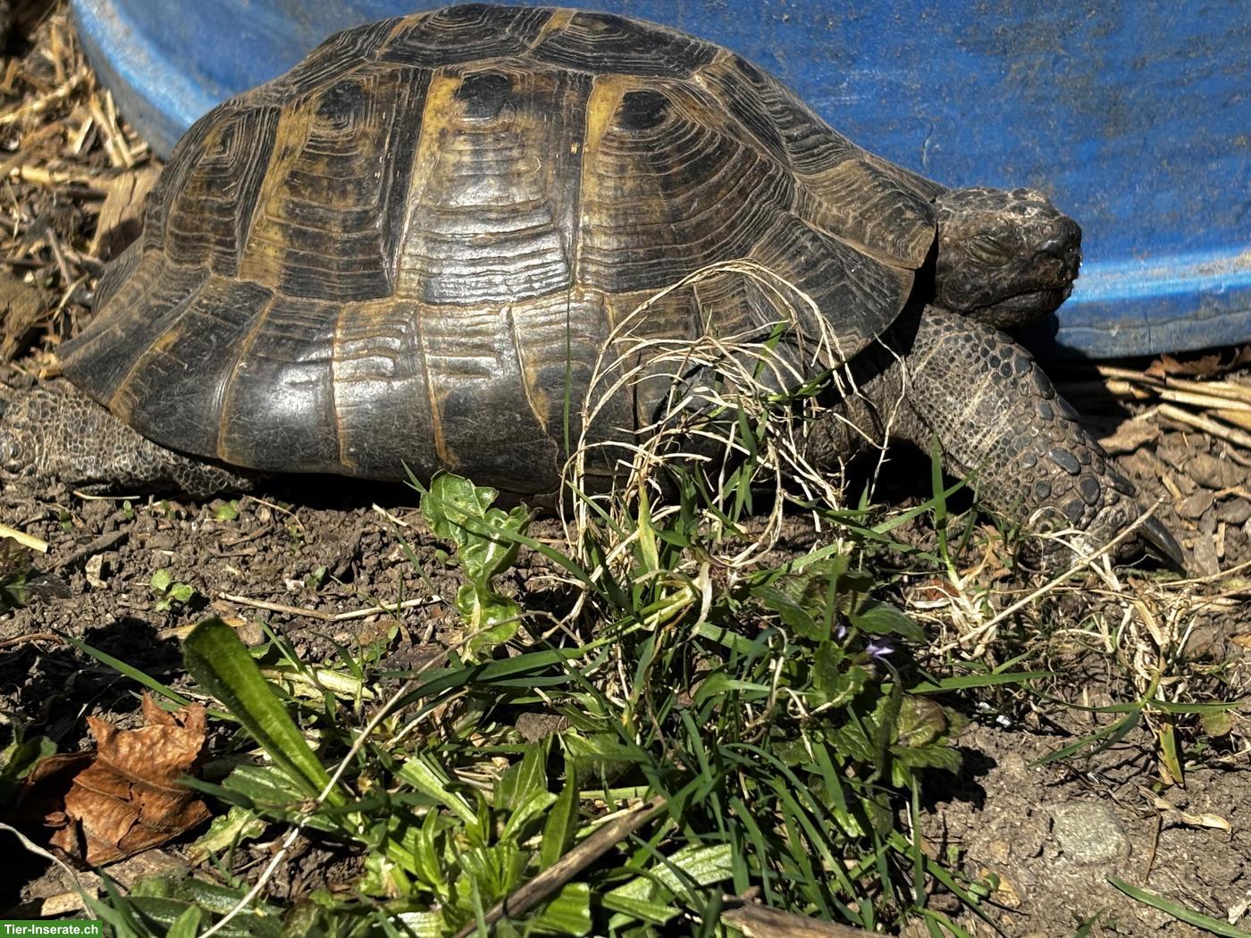 Bild 4: Maurischen & Breitrand Schildkröten (männlich) abzugeben