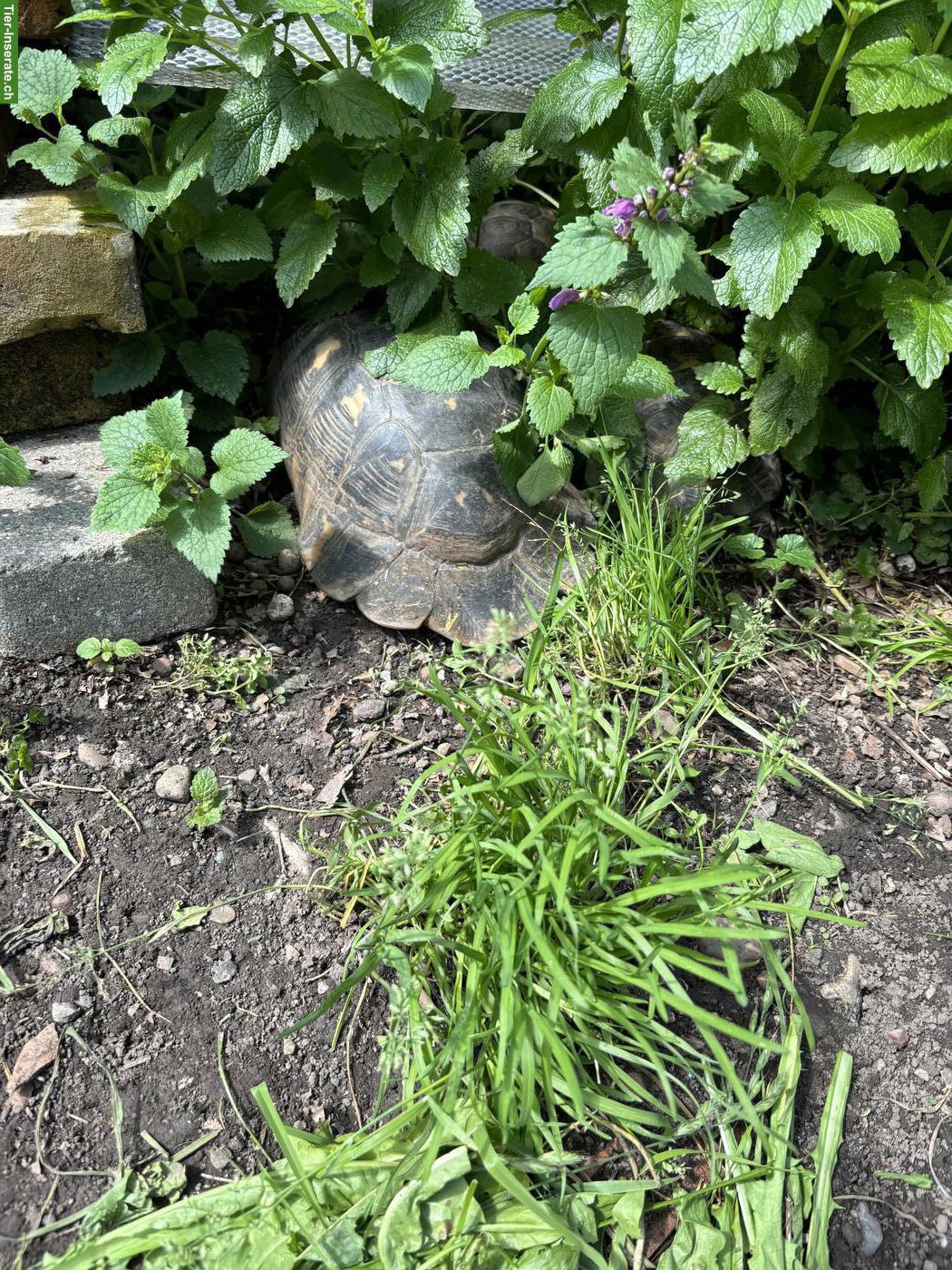 Bild 6: Maurischen & Breitrand Schildkröten (männlich) abzugeben