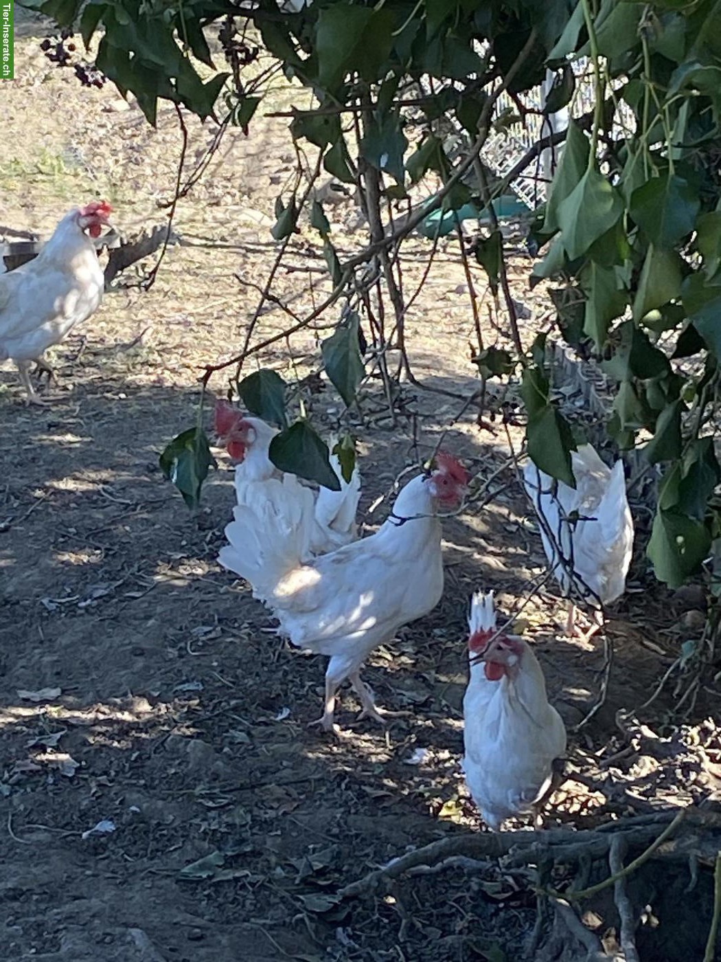 Weisse Legehennen mit sehr hoher Legeleistung