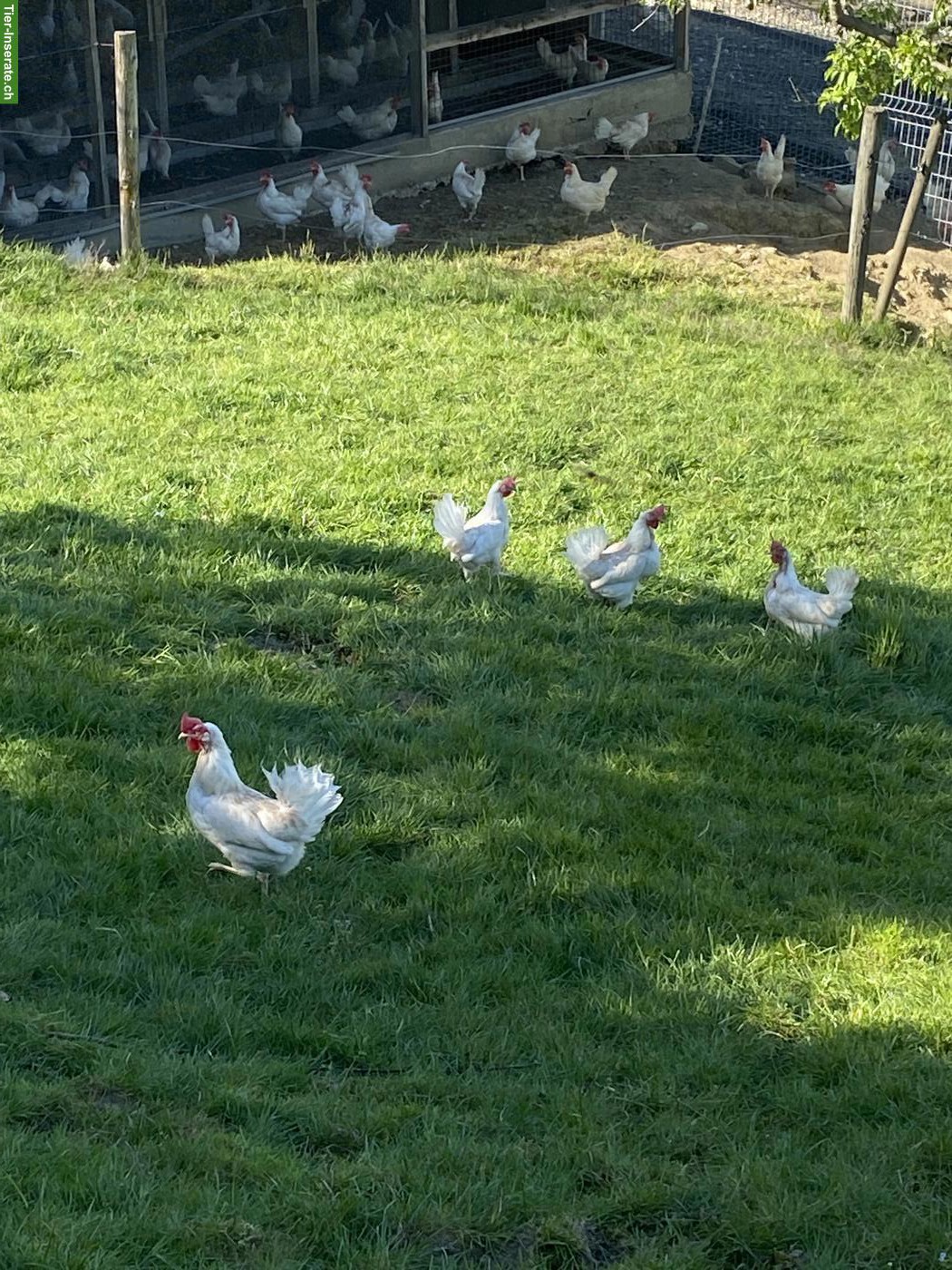 Bild 2: Weisse Legehennen mit sehr hoher Legeleistung