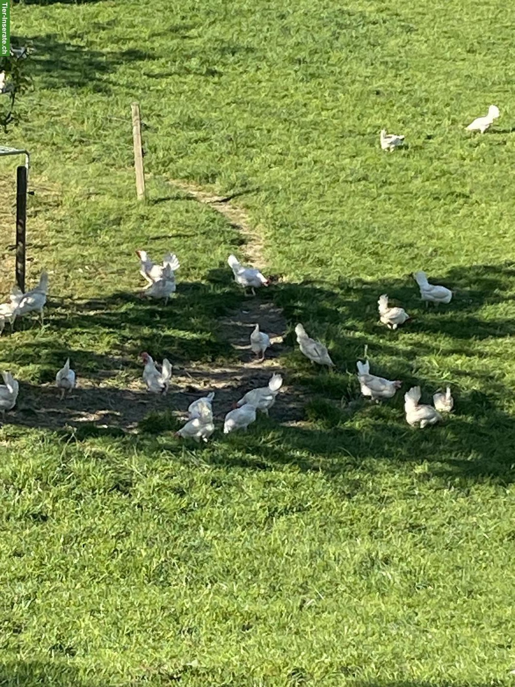 Bild 3: Weisse Legehennen mit sehr hoher Legeleistung
