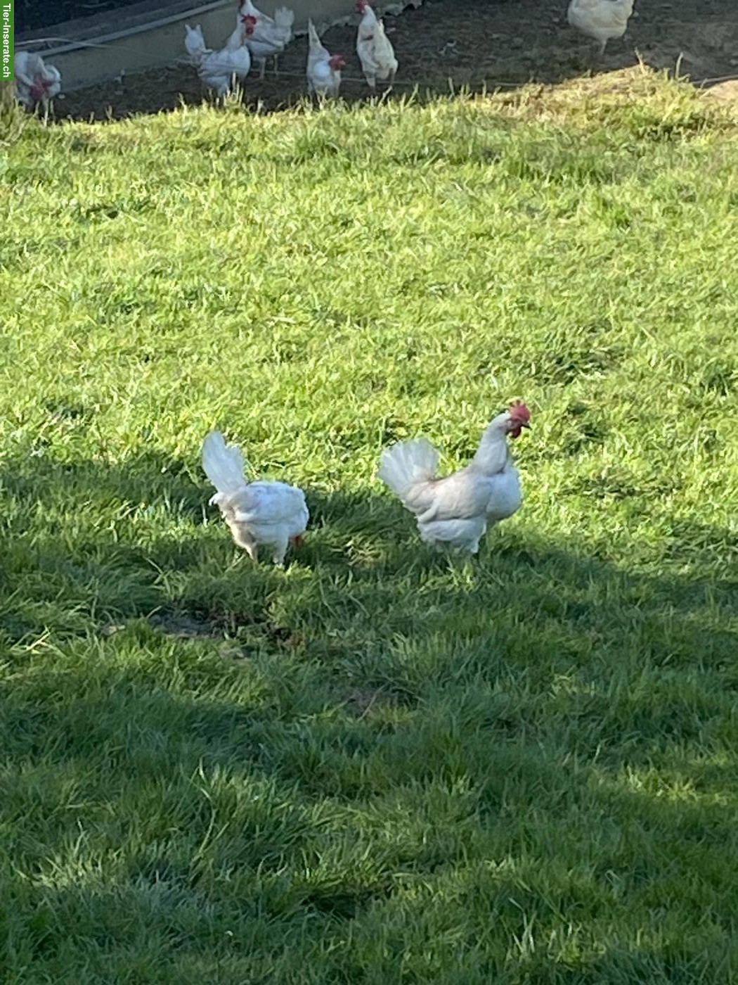 Bild 4: Weisse Legehennen mit sehr hoher Legeleistung