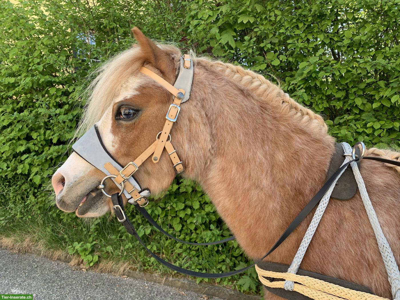 Welsh A Wallach, 4-jährig, Verlasspony, Fahrpony