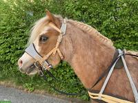 Welsh A Wallach, 4-jährig, Verlasspony, Fahrpony