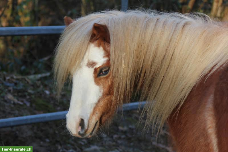 Bild 10: Welsh A Wallach, 4-jährig, Verlasspony, Fahrpony