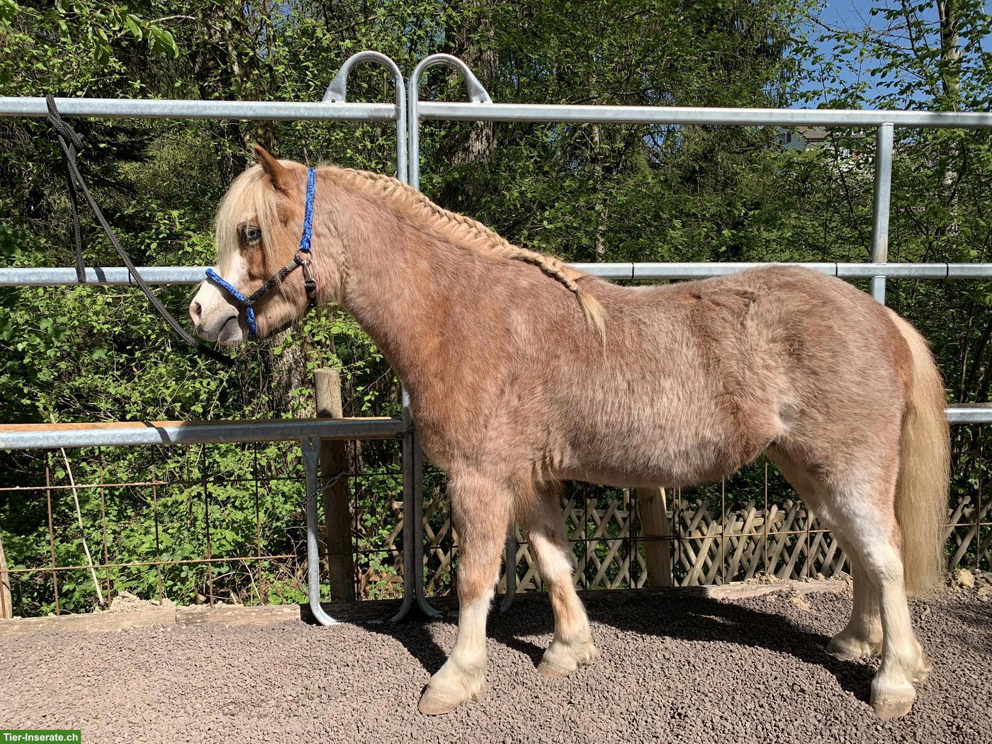 Bild 2: Welsh A Wallach, 4-jährig, Verlasspony, Fahrpony