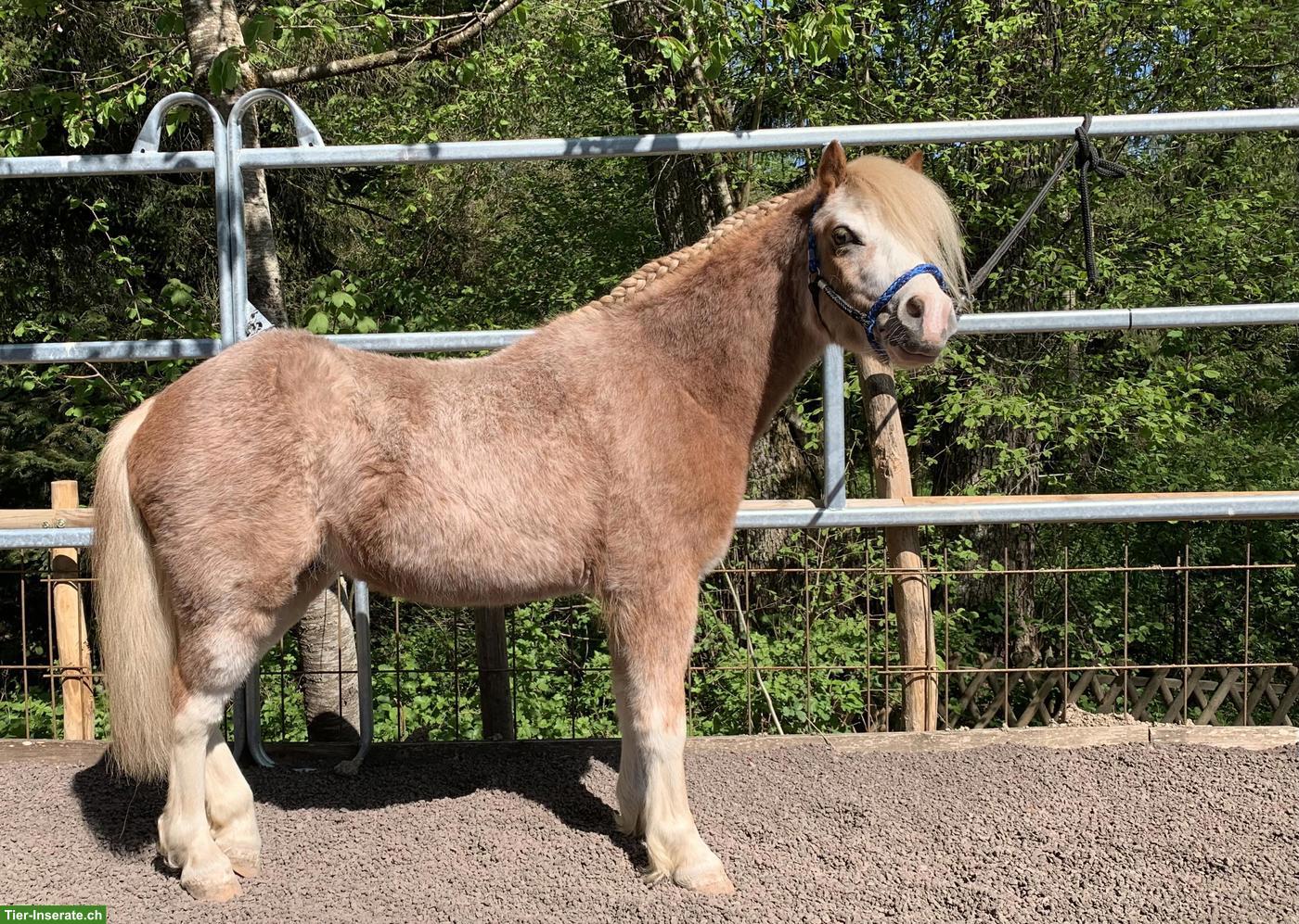 Bild 3: Welsh A Wallach, 4-jährig, Verlasspony, Fahrpony