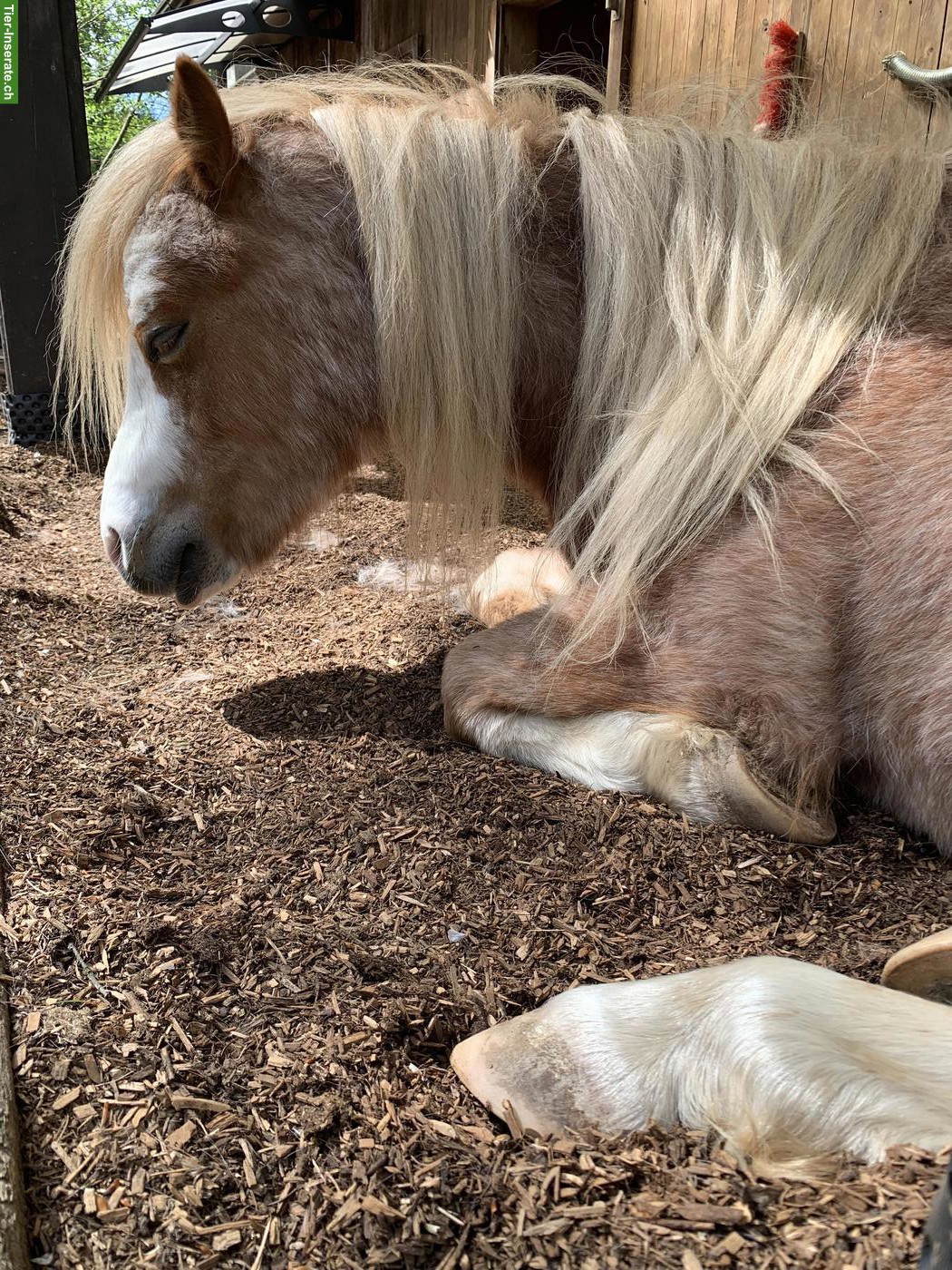 Bild 4: Welsh A Wallach, 4-jährig, Verlasspony, Fahrpony