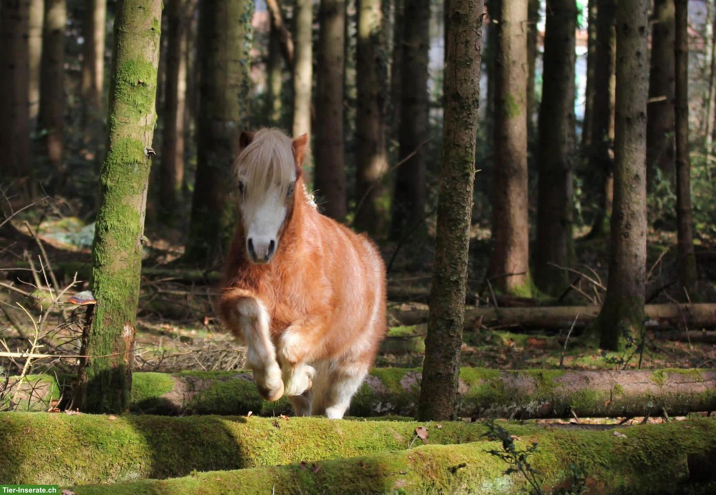 Bild 5: Welsh A Wallach, 4-jährig, Verlasspony, Fahrpony