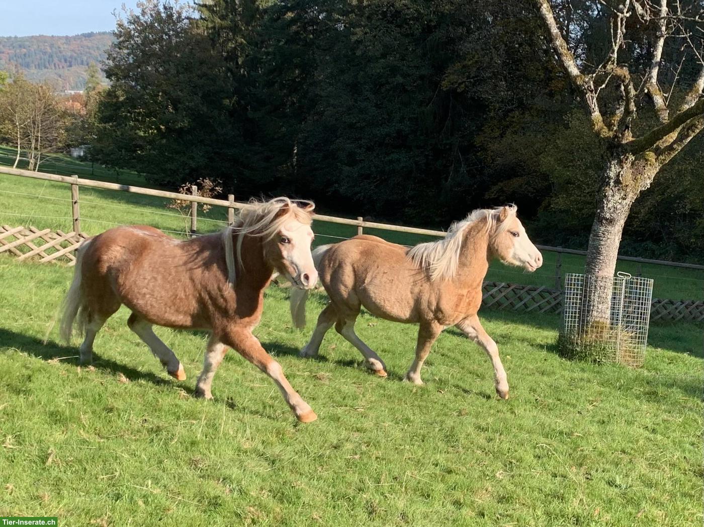 Bild 6: Welsh A Wallach, 4-jährig, Verlasspony, Fahrpony