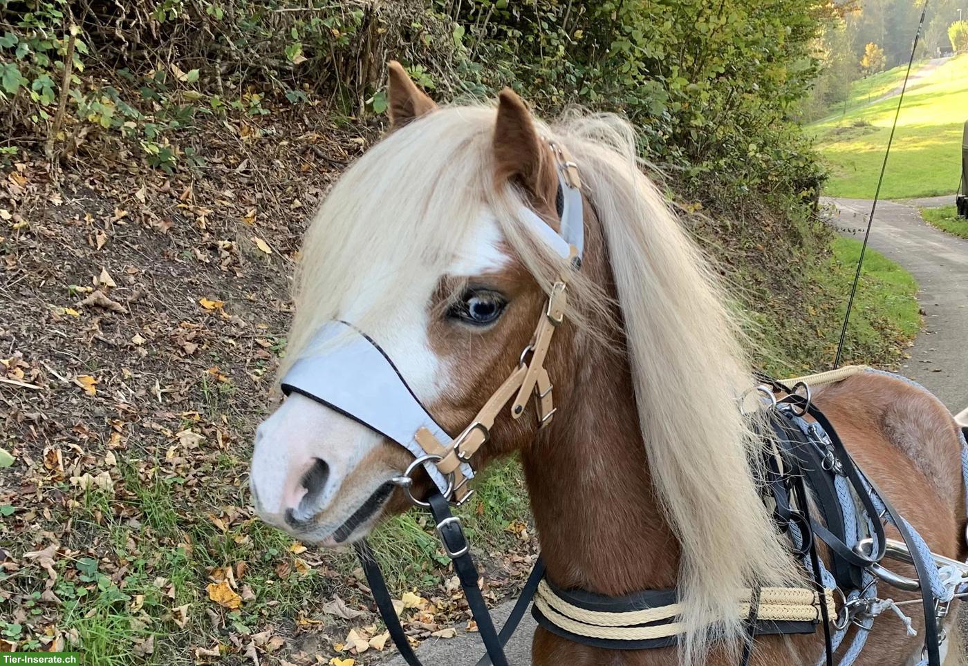 Bild 7: Welsh A Wallach, 4-jährig, Verlasspony, Fahrpony