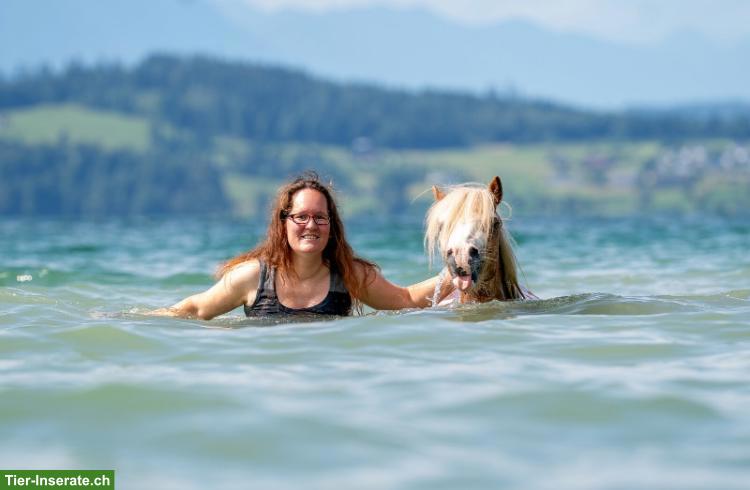 Bild 8: Welsh A Wallach, 4-jährig, Verlasspony, Fahrpony