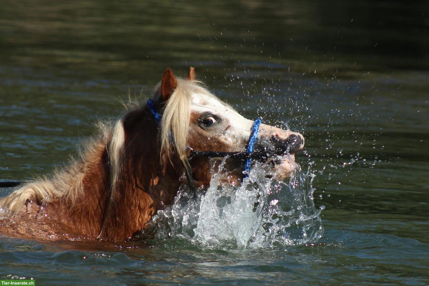 Bild 9: Welsh A Wallach, 4-jährig, Verlasspony, Fahrpony