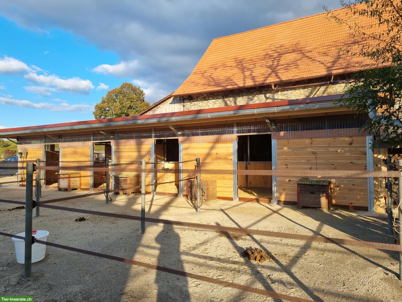 Pferde-Auslaufboxen in Alten ZH zu vermieten