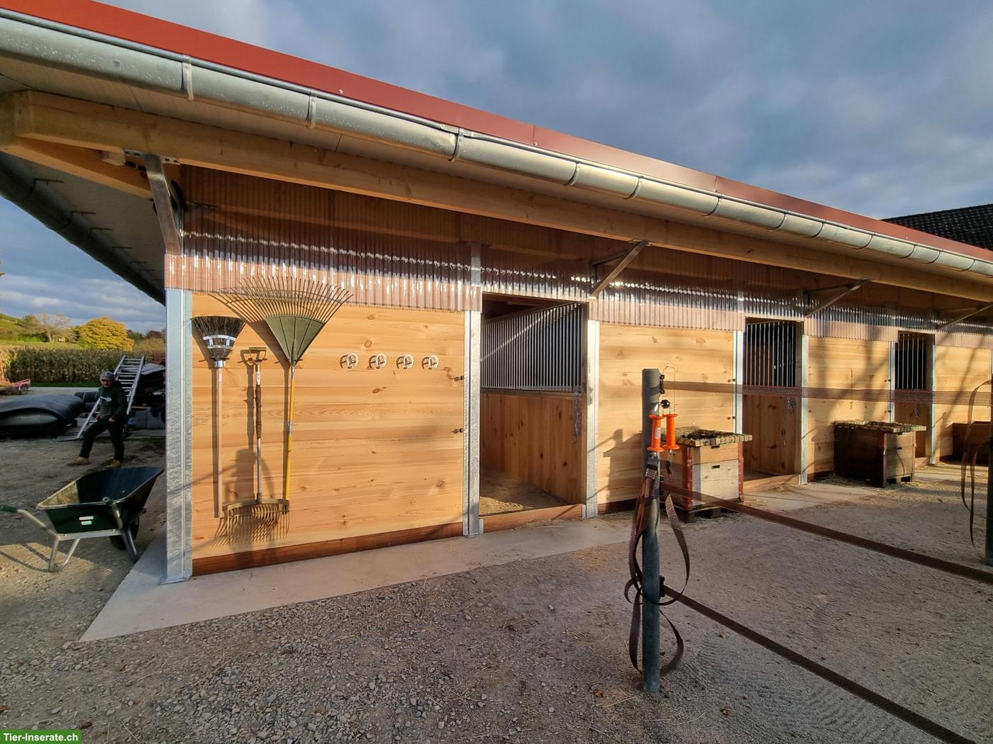 Bild 2: Pferde-Auslaufboxen in Alten ZH zu vermieten