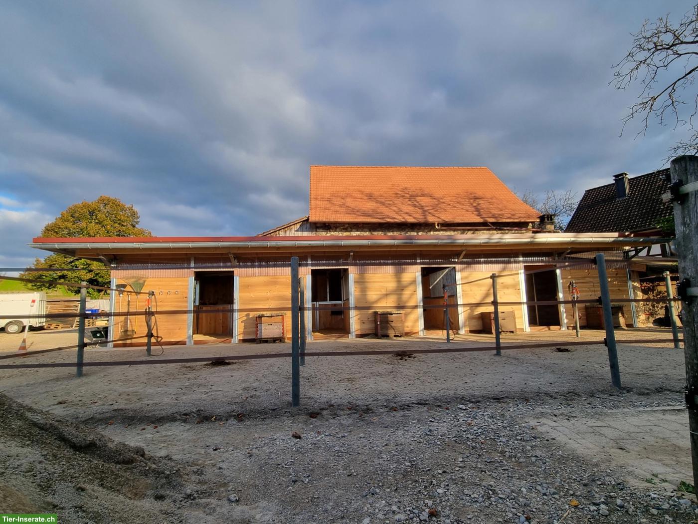 Bild 3: Pferde-Auslaufboxen in Alten ZH zu vermieten