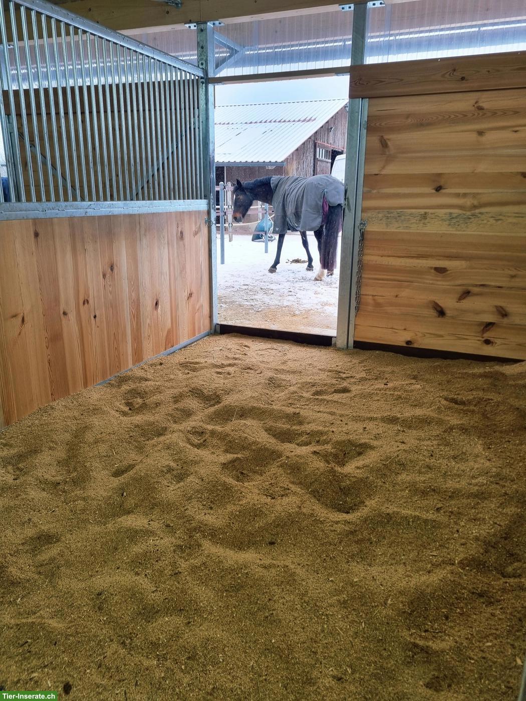 Bild 6: Pferde-Auslaufboxen in Alten ZH zu vermieten