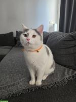 Reinrassiger BKH Deckkater in Lilac Harlekin