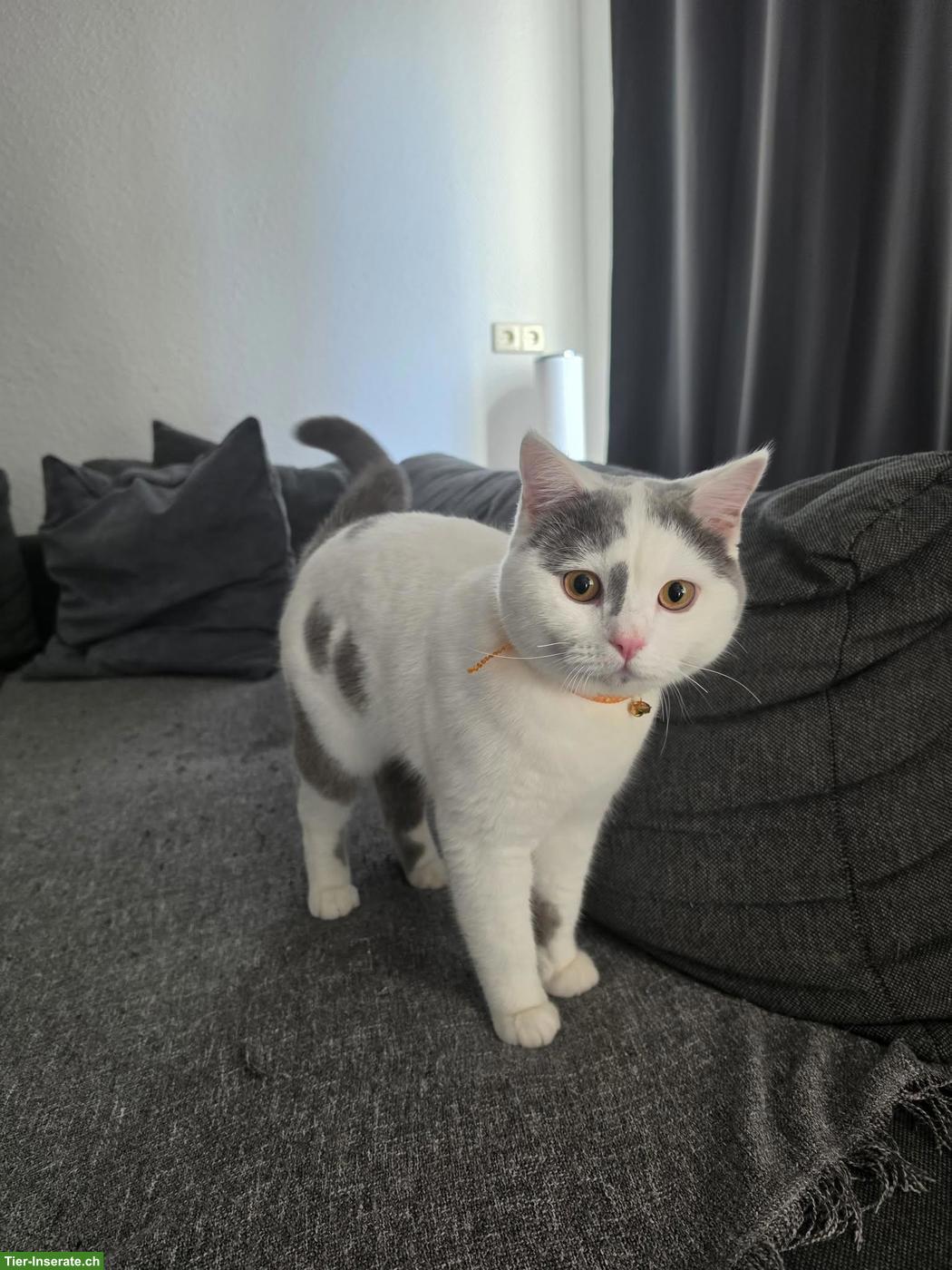 Bild 2: Reinrassiger BKH Deckkater in Lilac Harlekin