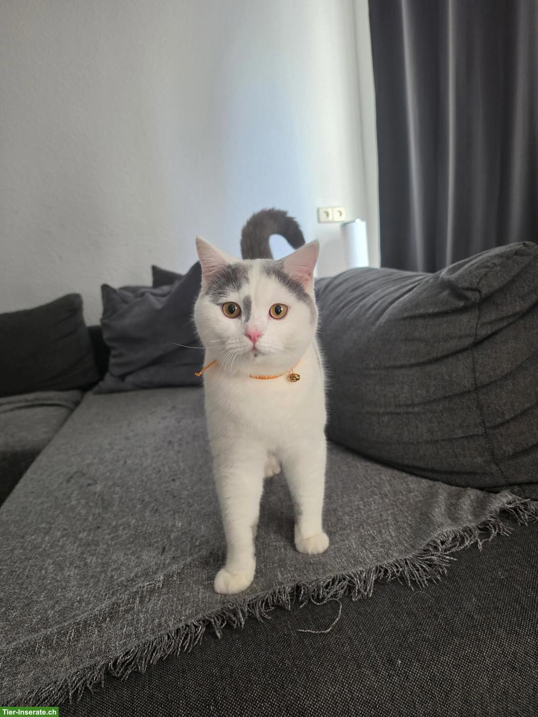 Bild 3: Reinrassiger BKH Deckkater in Lilac Harlekin