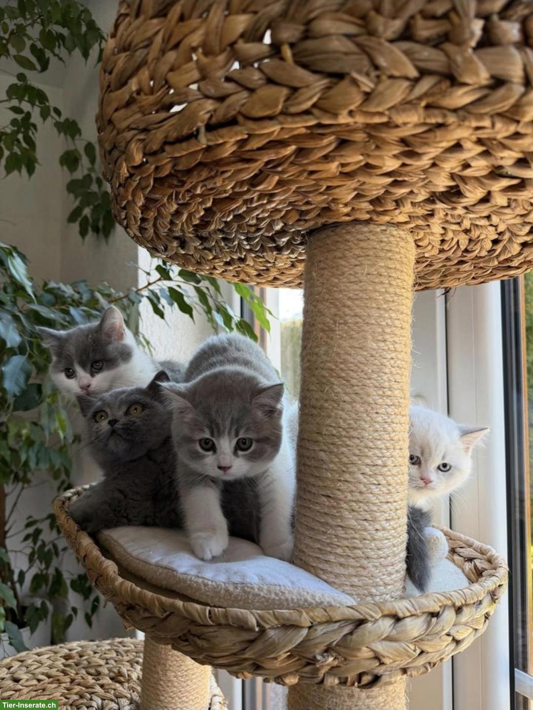 Bild 4: Reinrassiger BKH Deckkater in Lilac Harlekin