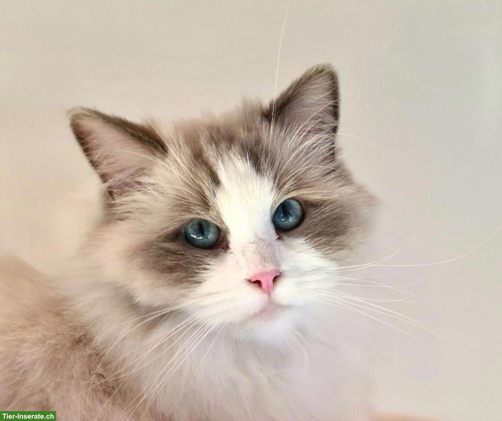 Ragdoll Katze 7-jährig sucht Zuhause mit Gspänli
