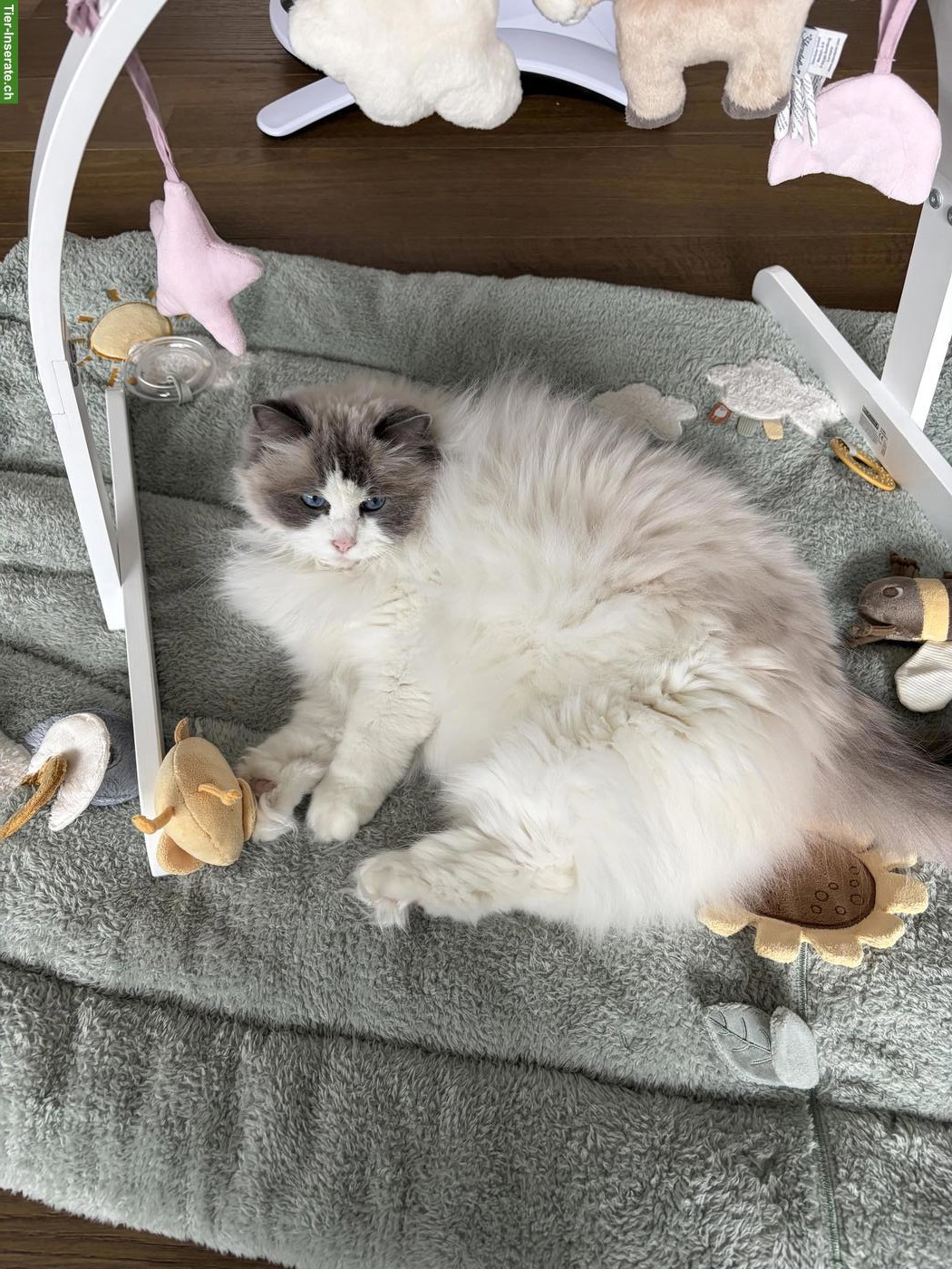 Bild 2: Ragdoll Katze 7-jährig sucht Zuhause mit Gspänli