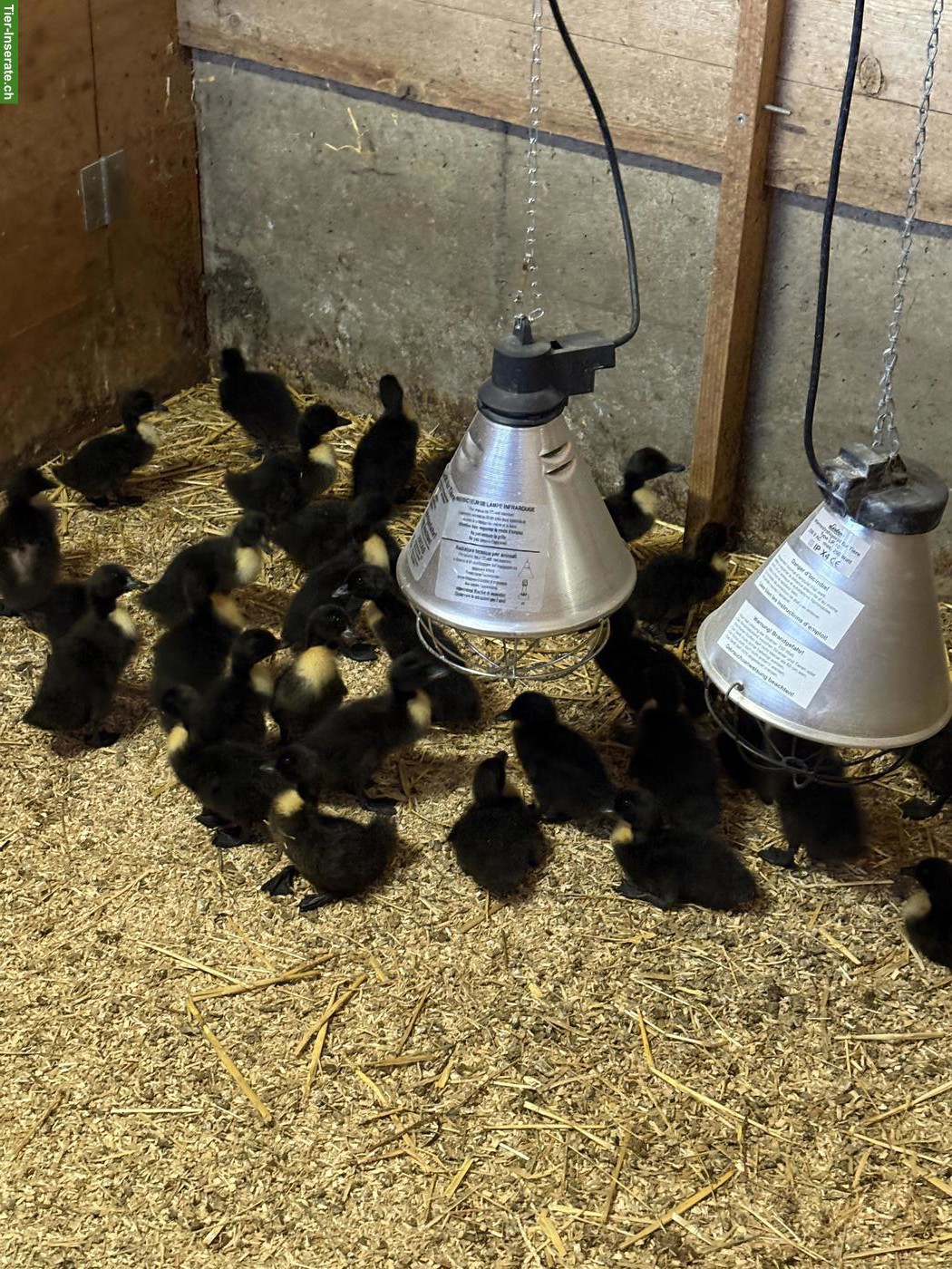 Pommernenten Küken zu verkaufen